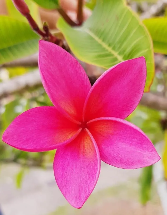 Appartement Magnolia Anse des Rochers Saint-Francois  Guadeloupe